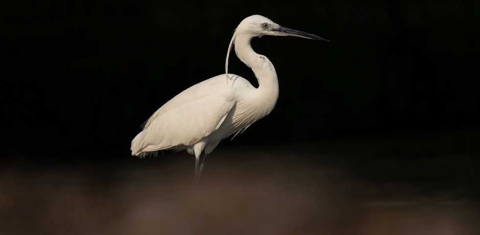 Garzetta (Egretta garzetta)