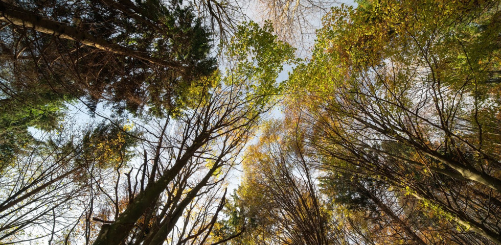 Autunno dal basso