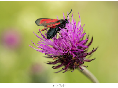 Zygaena