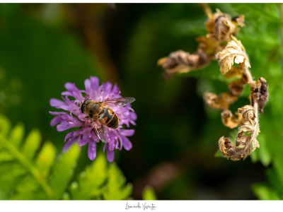 Ape e fiori