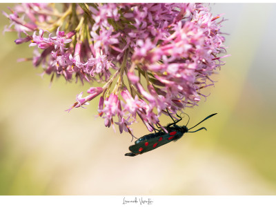 Zygaena