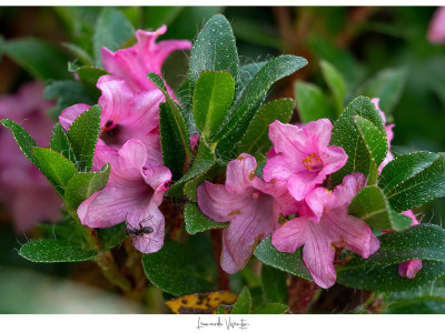 Formica su rododendro