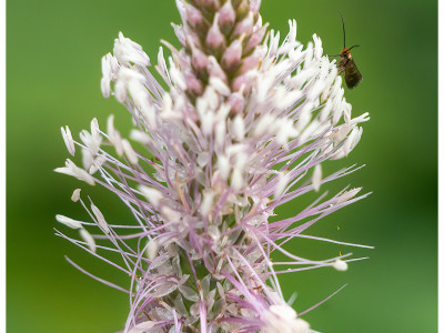 Vita su fiore