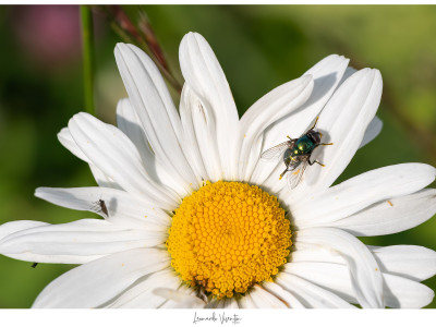 Mosca su fiore