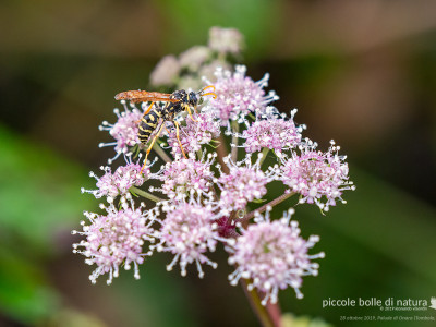 vespa su fiori