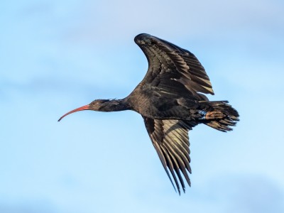 rory, ibis eremita