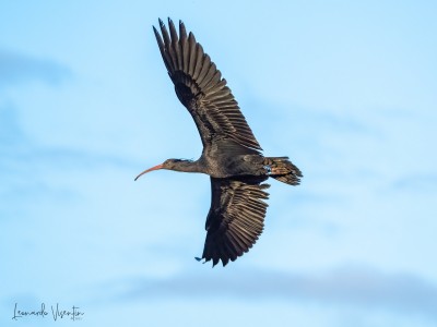 rory, ibis eremita