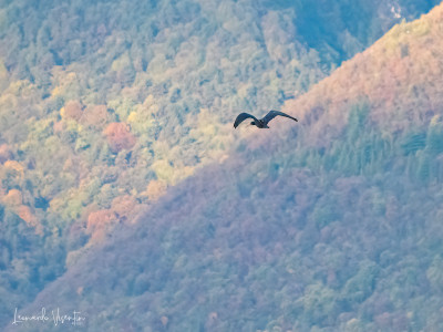rory, ibis eremita del progetto waldrapp.eu