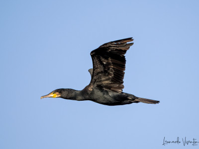 cormorano