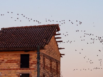 oche tra i ruderi