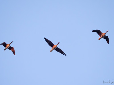 tre oche lombardelle in volo