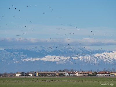 formiche nel cielo