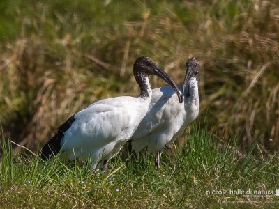 ibis sacri