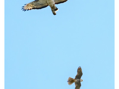 Falco pecchiaiolo e Lodolaio
