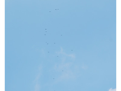 Falcohi pecchiaioli in fila indiana