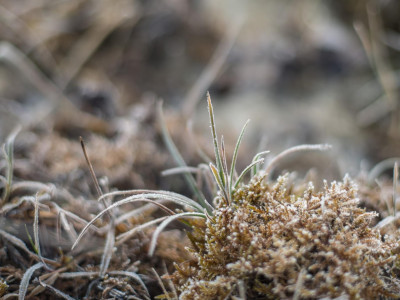Brina ghiacciata su steli d'erba