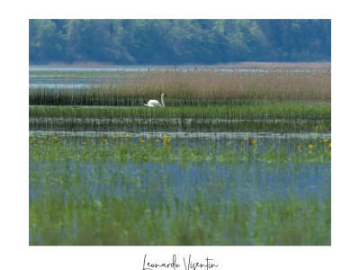 Cigno reale