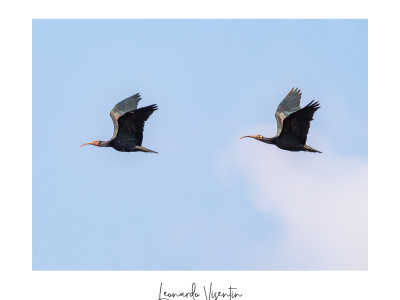 Ibis eremita