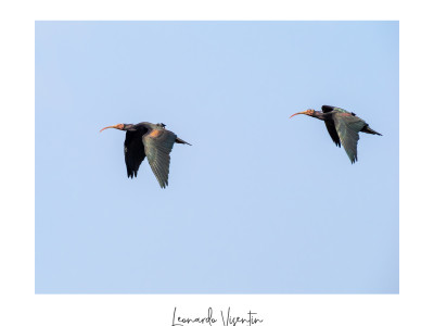 Ibis eremita