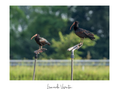 Ibis eremita