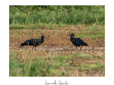 Ibis eremita