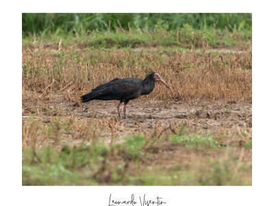 Ibis eremita