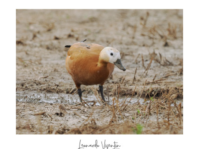 Casarca (Tadorna ferruginea)