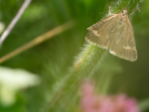 Minuscola farfalla