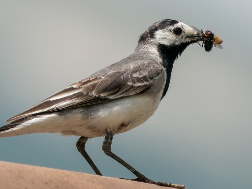 Ballerina bianca (Motacilla alba)