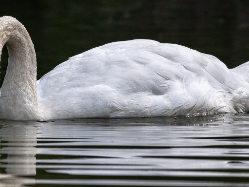 Cigno reale adulto