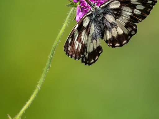 Melanargia galathea