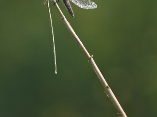 Libellula su stelo