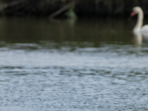 Gabbiani comuni e cigni