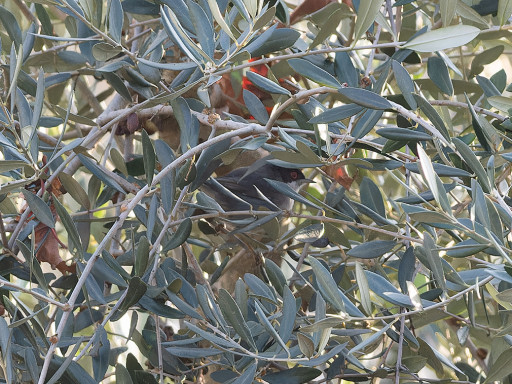 Occhiocotto maschio