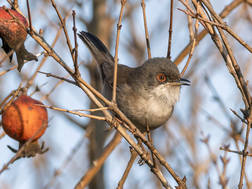 Occhiocotto