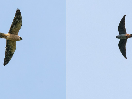 Falco cuculo ♀ e ♂