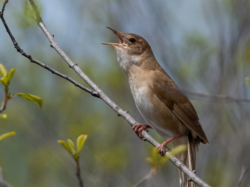 Salciaiola