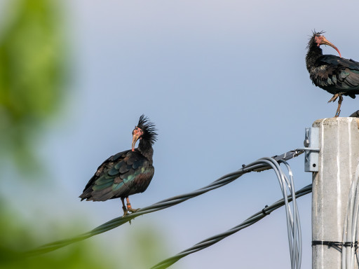 Ibis eremita