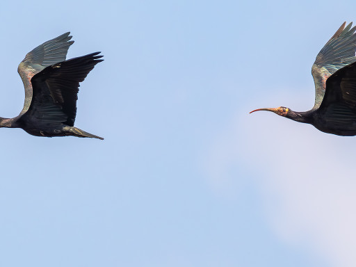 Ibis eremita