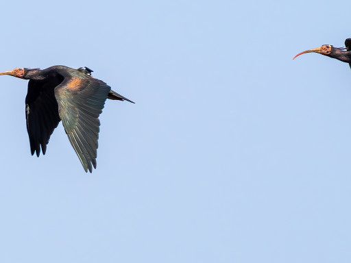 Ibis eremita