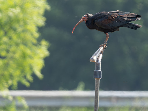 Ibis eremita