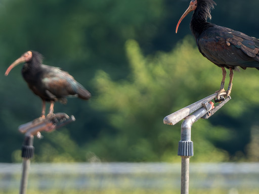 Ibis eremita