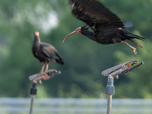 Ibis eremita