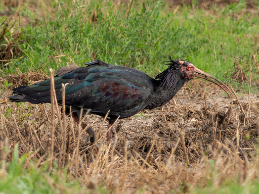 Ibis eremita