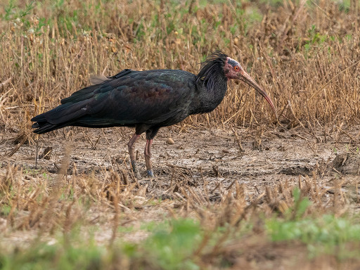 Ibis eremita