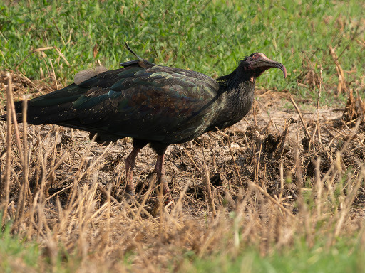 Ibis eremita