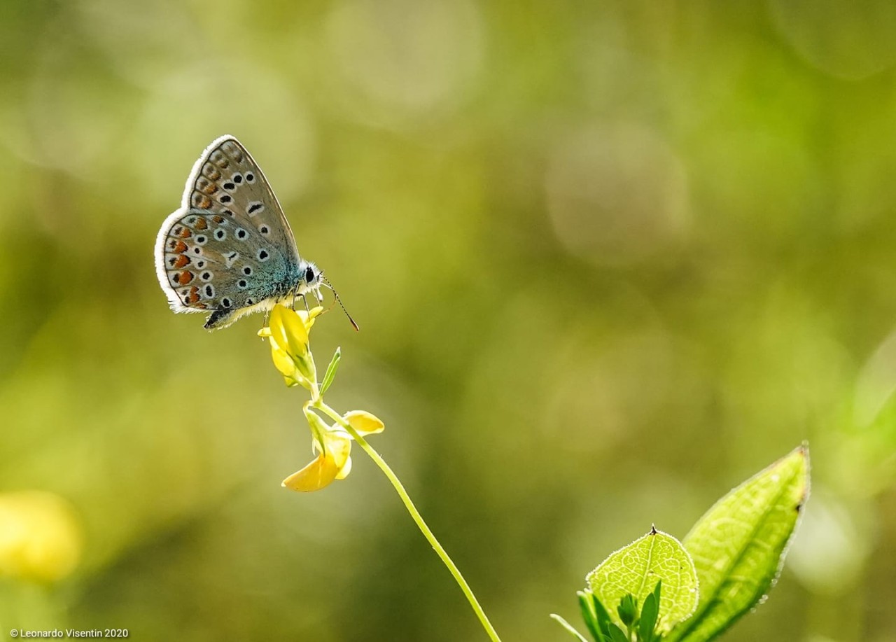 Polyommatus icarus