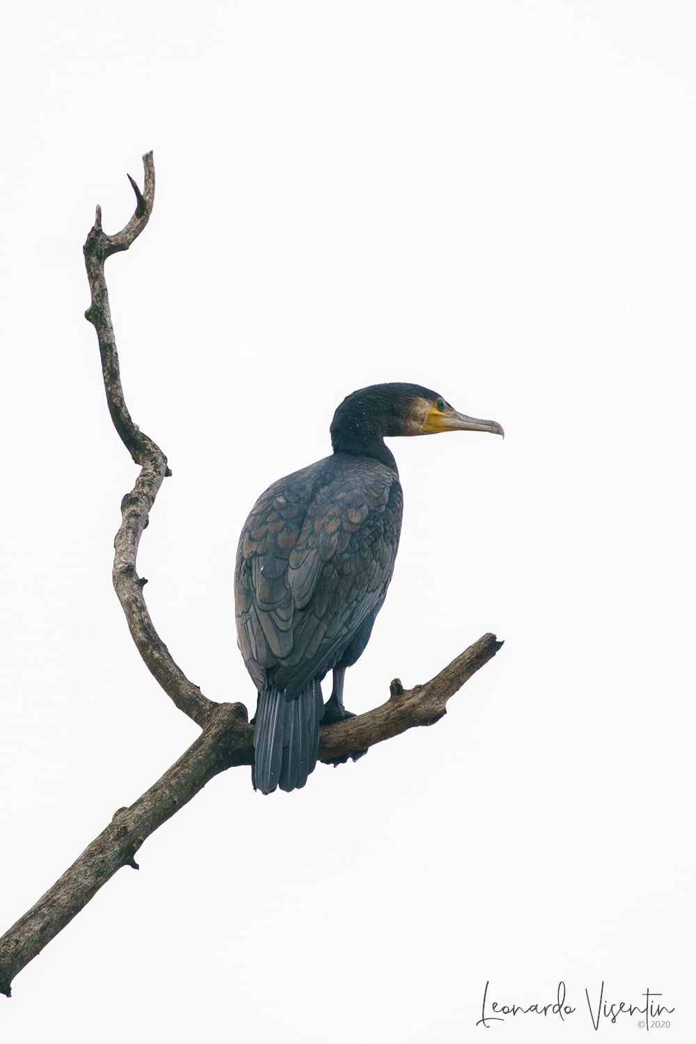 Cormorano