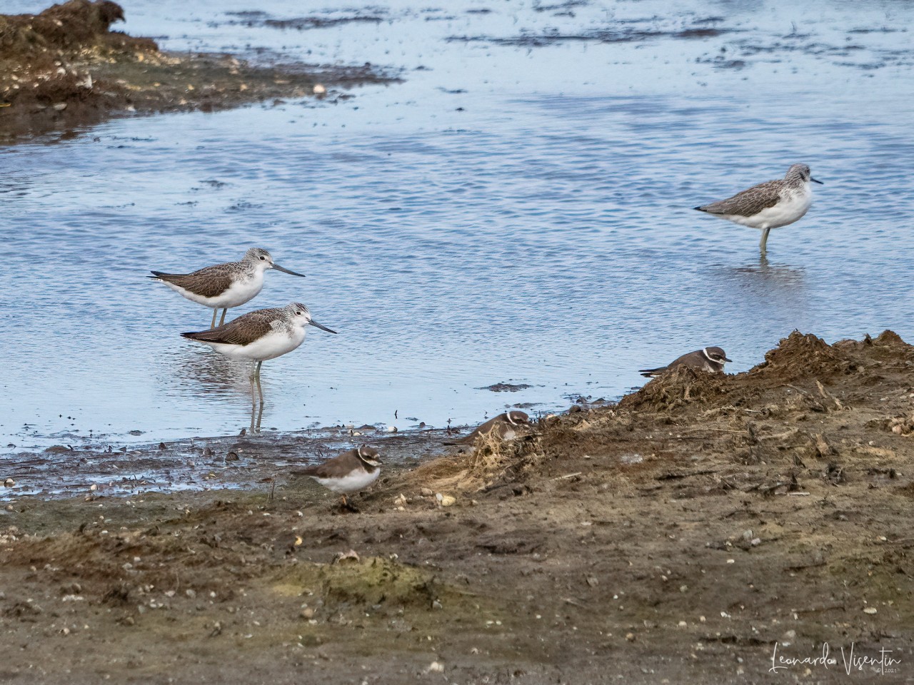 Pantane e Corrieri grossi (Charadrius hiaticula