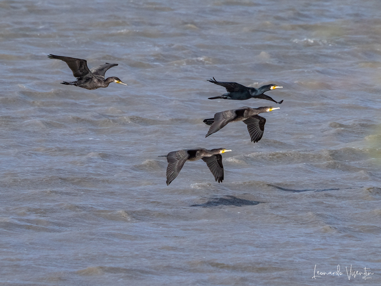 Cormorani